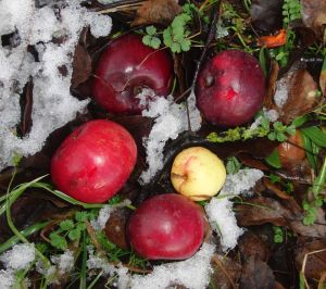 Bild 12   -  Nach der Schneeschmelze finden sich immer noch geniessbare Früchte.